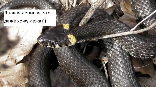 МЕМЫ/ ПРИКОЛЫ С ЖИВОТНЫМИ/ ВЕСЕЛОЕ ВИДЕО