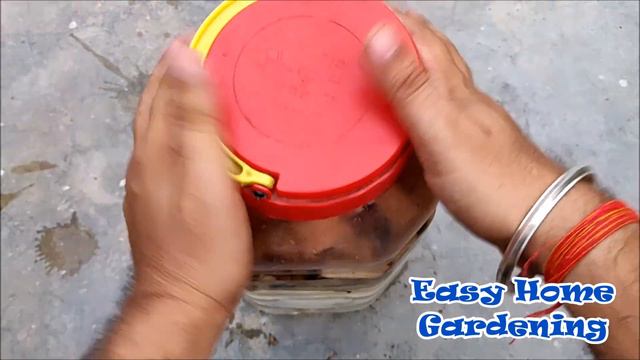 Easy And Free Home Made Liquid Banana Peel Fertiliser At Home | Fruits Booster For Plant