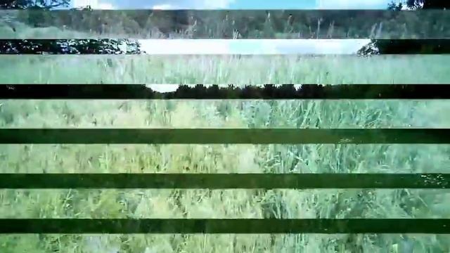 ЭКСКУРСИЯ в СОСНОВЫЙ Лес / За Шишками / на Велосипеде