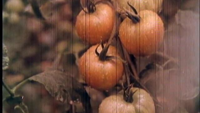 Энергобиологический комплекс