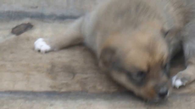 карельская лайка