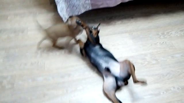 АзриэльСтар Ватсон