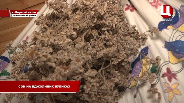 Сон на вулику с бджолами