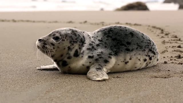 Animal Sound | Звуки животных