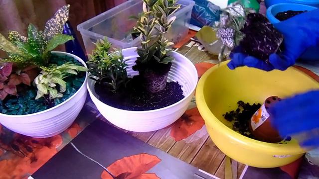 Групповая посадка. Плант микс.  3 часть.