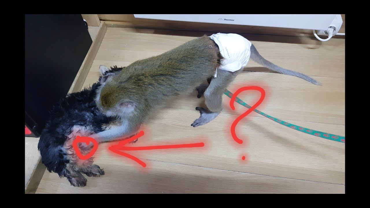 БОНЯ ОПЯТЬ ЗА КУЗЬКОЙ УХАЖИВАЕТ И НЕ ТОЛЬКО#the Monkey Lives In A Village In Russia