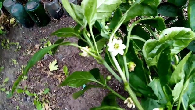 Убираем урожай в огороде. Помидоры, перец, боклажаный, кортошку. 1 часть.