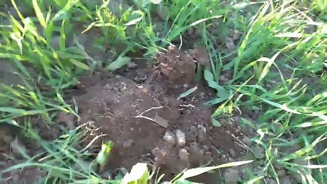 Мёд и серебро