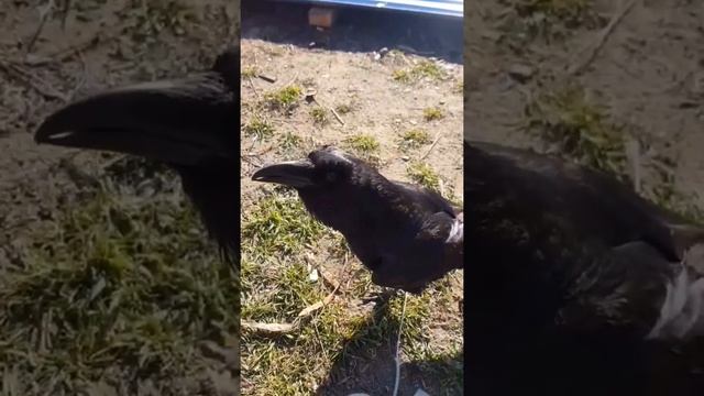 Говорящий Ворон