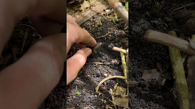 Закладная монета🔥😍 #shorts #шурф #раскопки #клад