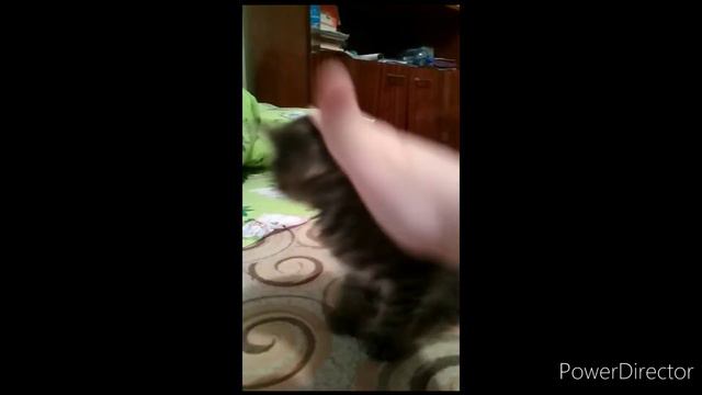 Какой маленький был Кексик