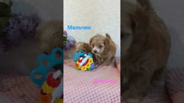 щенки Мальтипу, 1 мес и неделя. можно забирать в июне, с прививкой и чипом.