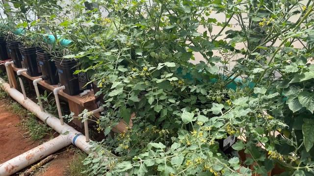 Tomatoes Galore In The Grit And Gravel Greenhouse