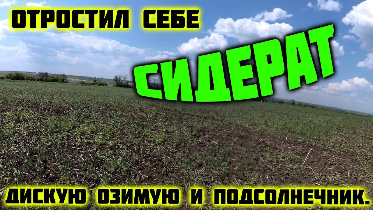 Дисковка поля на МТЗ 82. Дискую пшеницу и подсолнечник.