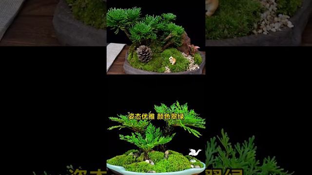 #九死还魂草 又叫#卷柏，遇水就活，有水就开！ 应该没人会把它养死吧