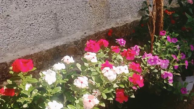 വിങ്കയുടെ കുറച്ച് Cuttings Sale ന് ഉണ്ട്.