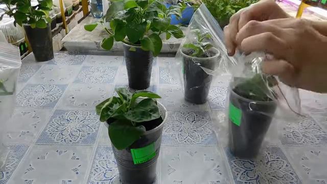 ЛУЧШИЙ СПОСОБ ВЫРАСТИТЬ ПЕТУНИЮ ! Петуния рассада черенкование выращивание размножение и уход