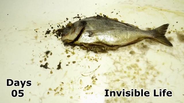 Fish Eaten By Maggots .Timelapse