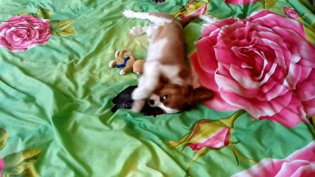 Кавалер кинг чарльз спаниель