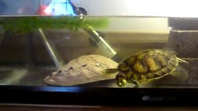 Trachemys Scripta Troosti