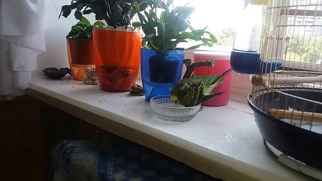 Волнистый попугай Петрушка, купается...