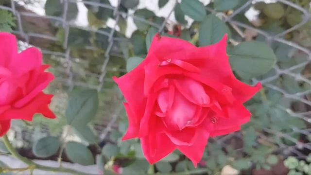 Теща!!Собирай чемоданы.Мы переезжаем к тебе, ты будешь жить в доме тетки в деревне,-размечтался зят