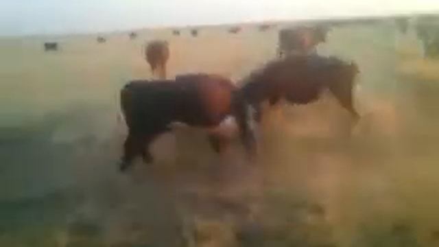 Копия видео 