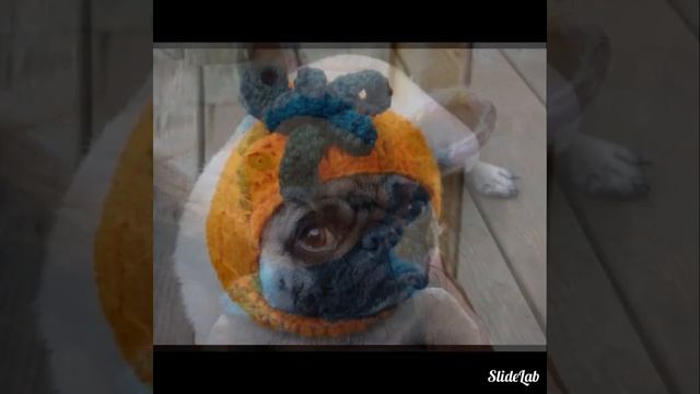 Мимишные собачки ! Шапочки для собак