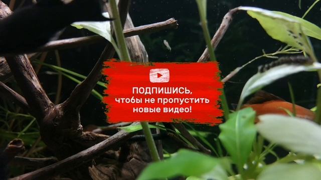 ВСЕ ЧТО НУЖНО ЗНАТЬ О КОРМЛЕНИЕ МОТЫЛЕМ АКВАРИУМНЫХ РЫБОК.