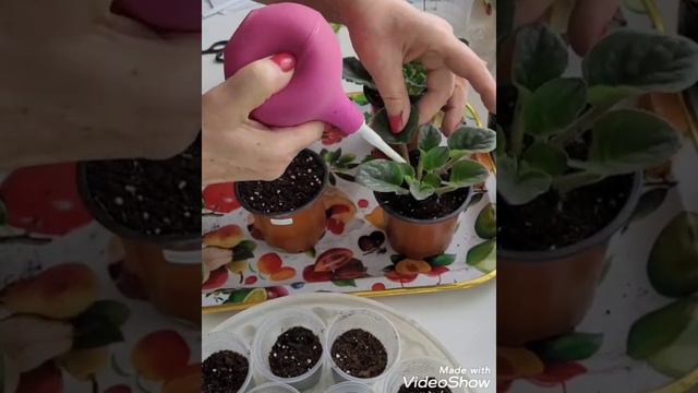 🌺Сажаю верхушки и листики фиалки🌺