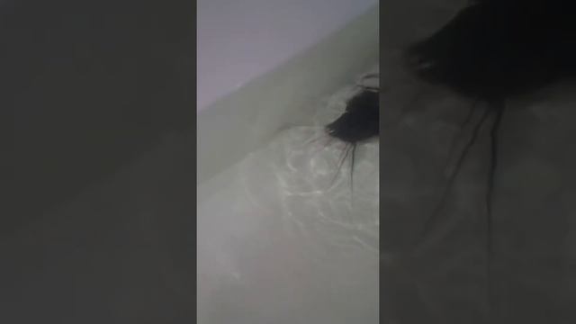 #Экоферма #УЗВ #Акваферма. Африканский клариевый сом на своём участке. Вкусная и полезная рыба.