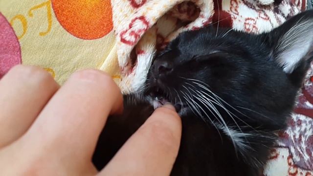 смешной котенок спит