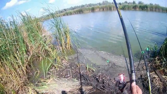 Активный клев карася в августе\ловля карася на ржаной хлеб\Самарская область