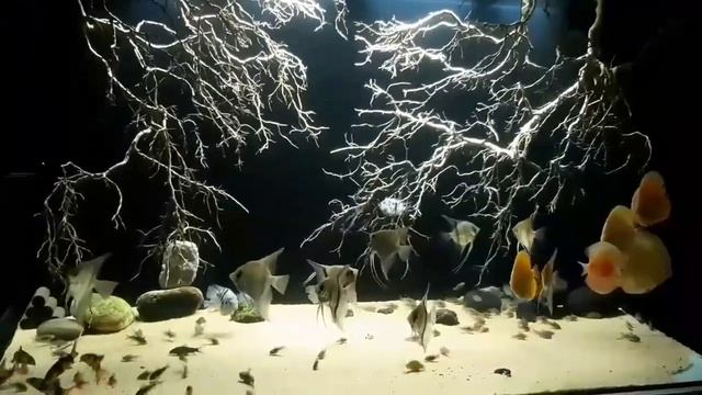 Аквариум с дискусами и скаляриями от Phúc Khánh