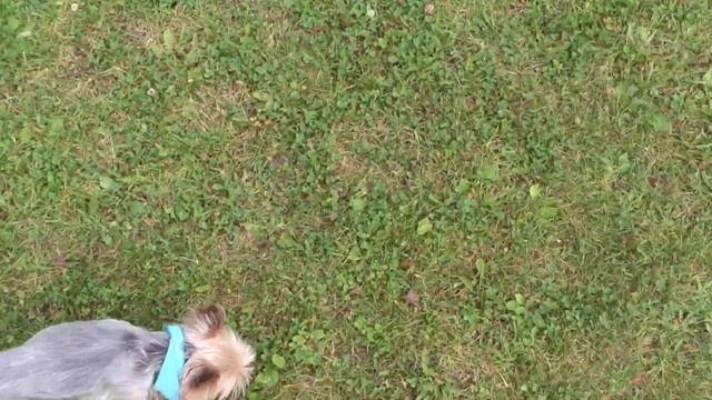 Соня и Тоша