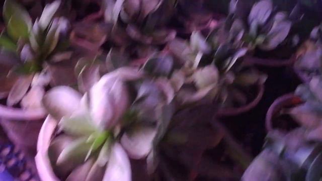 Что делаю в конце ноября...Обзор стеллажа с рассадой. 23.11.19