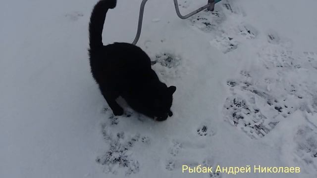 Рыбалка с кошкой. Рыбак Андрей Николаев. Ликино. Щедрино.