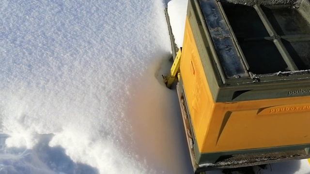 Проверил как зимует Бакфаст на улице!