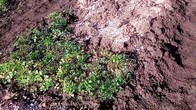 Сделала грядку для чеснока и посадила чеснок под зиму.