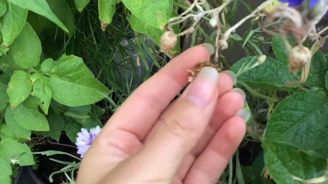 Sweetpeas, Tomato Goodness & Saving Cornflower Seeds | British Garden Tour