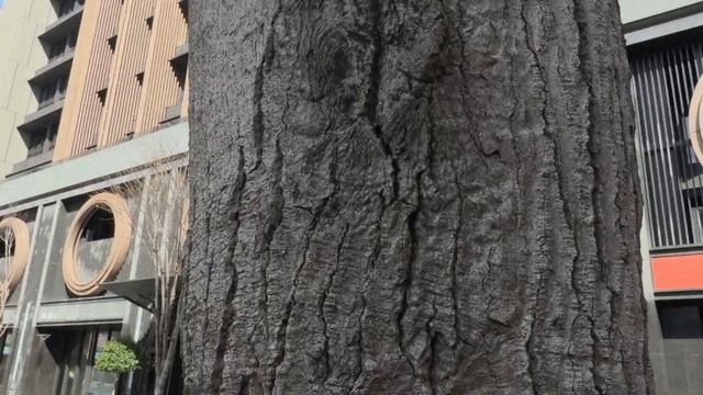 SanDisk Extreme Portable SSD行動固態硬碟 X IPhone 15 Pro 錄製「4K60FPS ProRes Log」影片