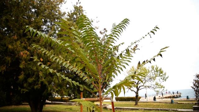 Айлант высочайший китайский ясень Ailanthus altissima Mill. Swingle