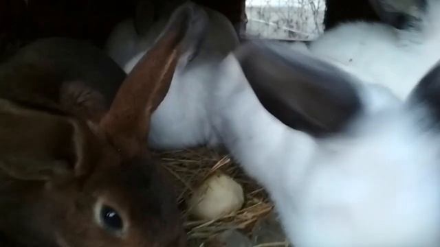 На что обратить внимание при покупке кроликов.What to look for when buying rabbits.