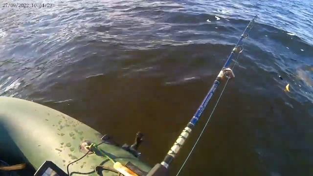 Сом на квок. 20 кг. Достойный экземпляр!