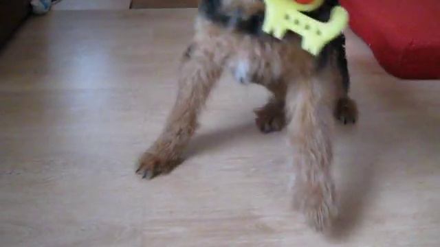 Эрдельтерьер Рокси, 5 мес.