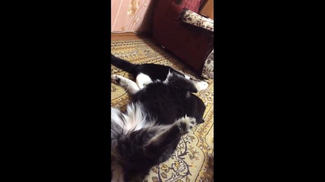 Это просто любовь кота Макса и Пумы