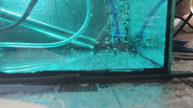 личинка Скалярии поплыла 🐟🐠🐟