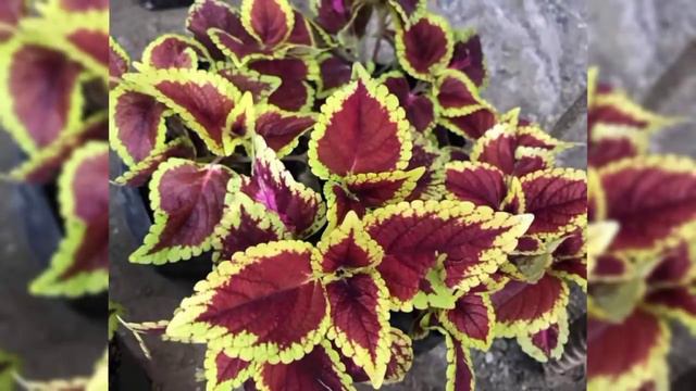 MAYANA VARIETIES/COLEUS PLANTS | ANG GAGANDA NILA TINGNAN