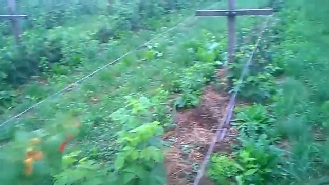 В гостях у Цыбенко