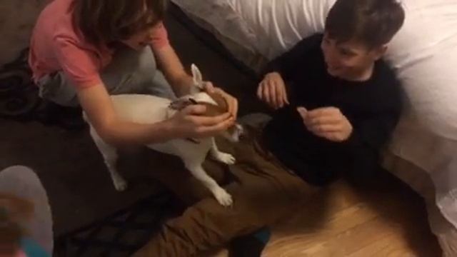 Очень умная собака Люкса!